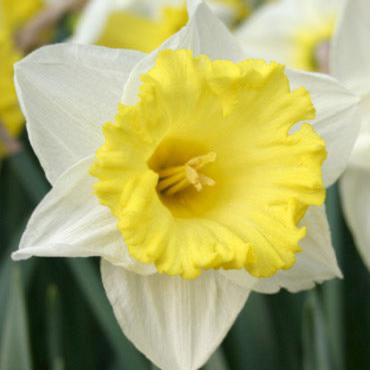 Las Vegas Daffodil Bulbs - NationwidePlants.com