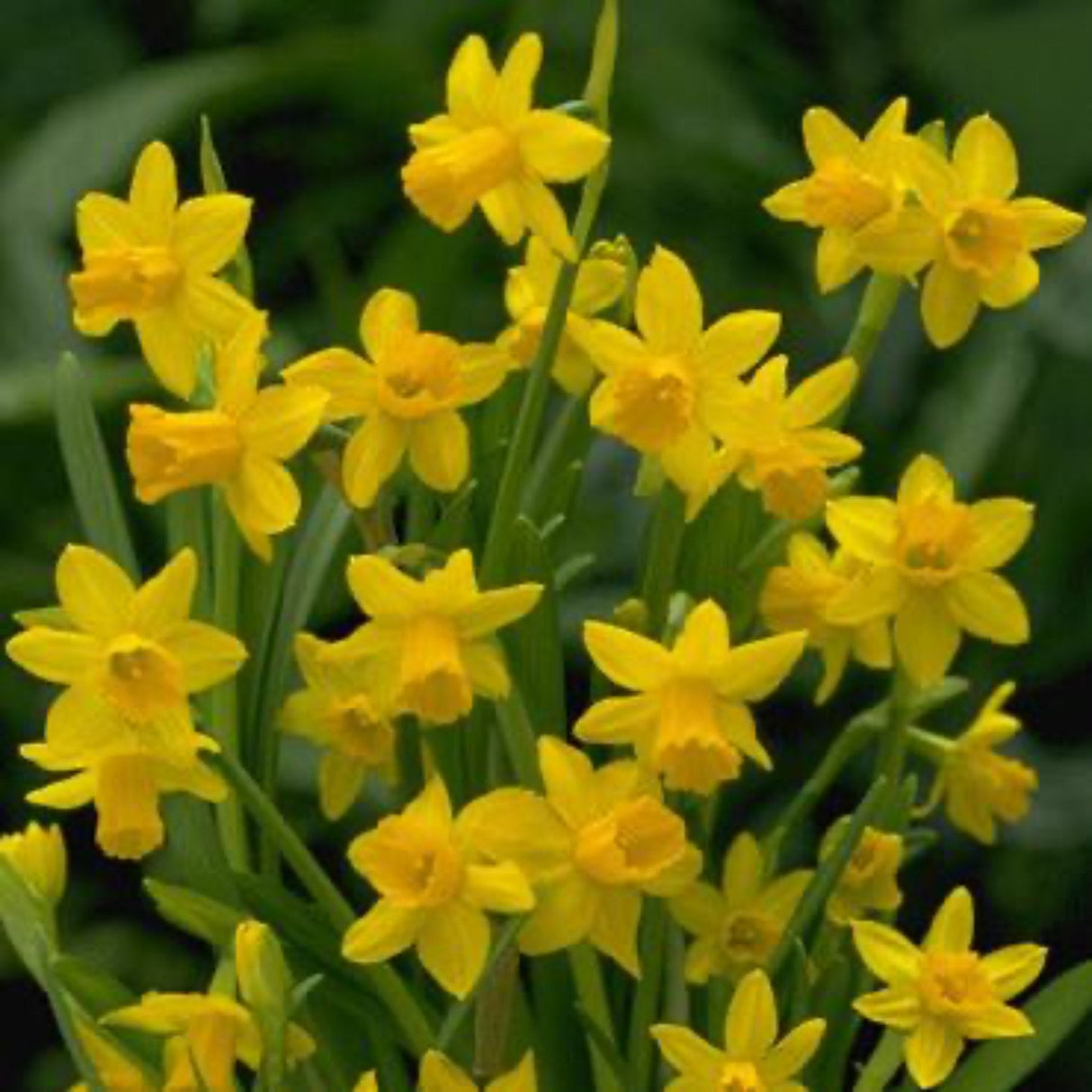 Yellow Sailboat Daffodil Bulbs - NationwidePlants.com