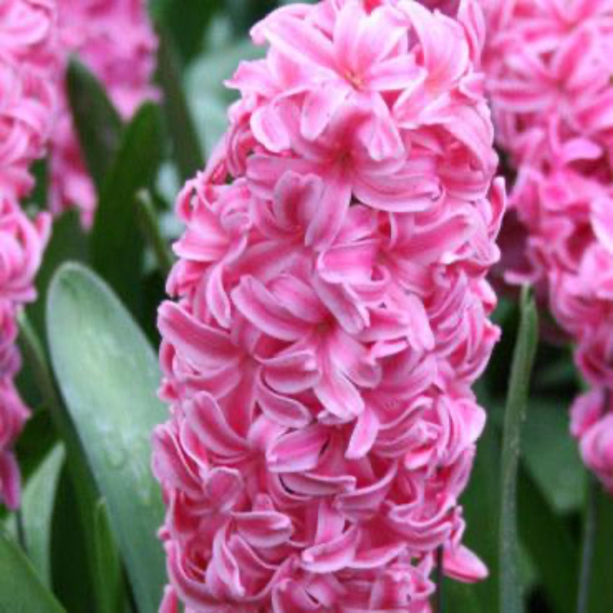 Pink Pearl Hyacinth Bulbs - NationwidePlants.com
