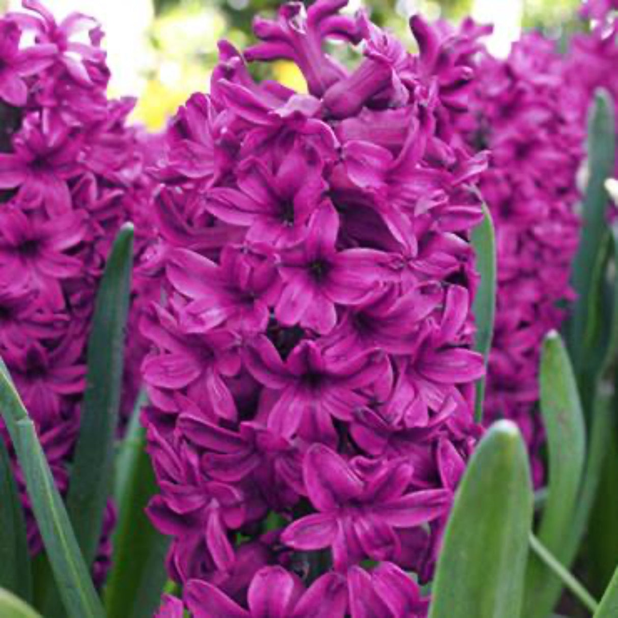Woodstock Hyacinth Bulbs - NationwidePlants.com