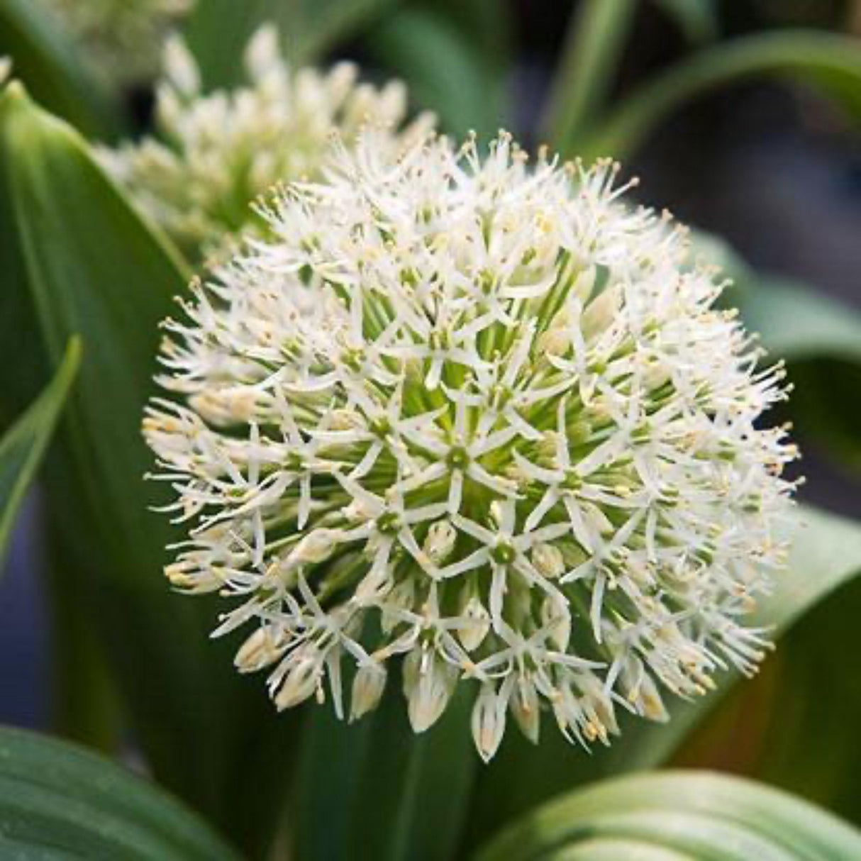 Ivory Queen Allium Bulbs - NationwidePlants.com