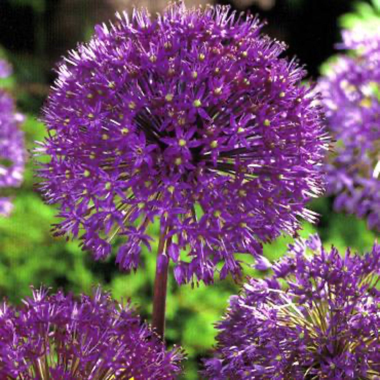 Purple Sensation Allium Bulbs - NationwidePlants.com