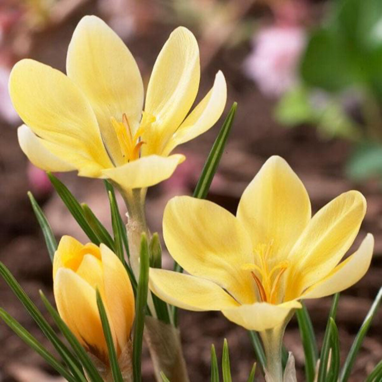 Romance Crocus Bulbs - NationwidePlants.com
