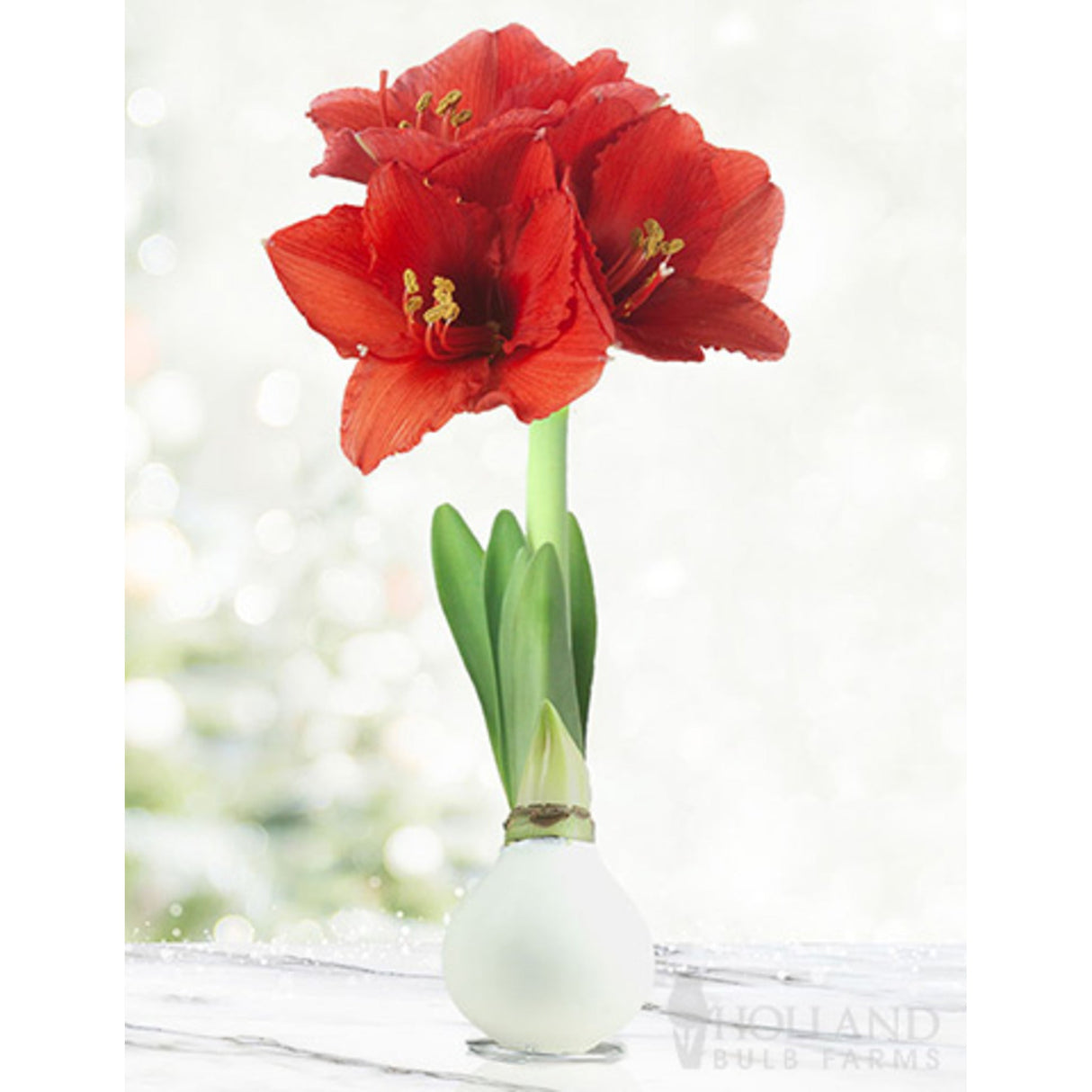 Waxed Amaryllis Bulb - NationwidePlants.com
