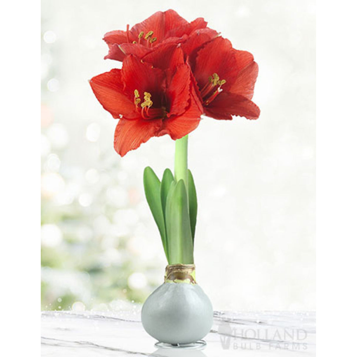 Waxed Amaryllis Bulb - NationwidePlants.com