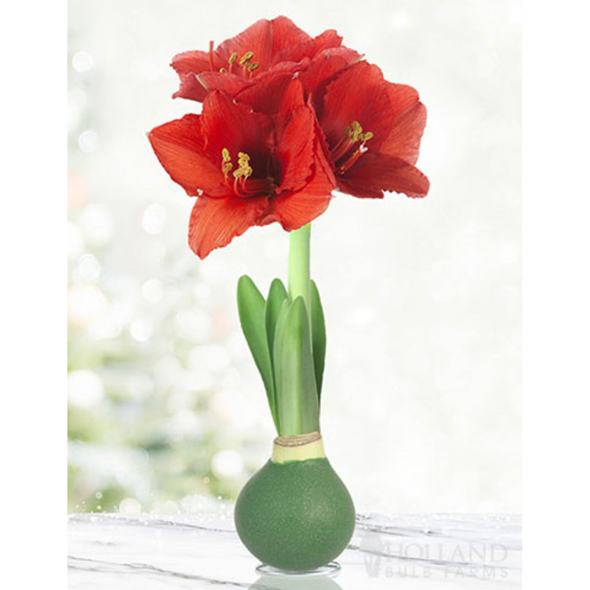 Waxed Amaryllis Bulb - NationwidePlants.com