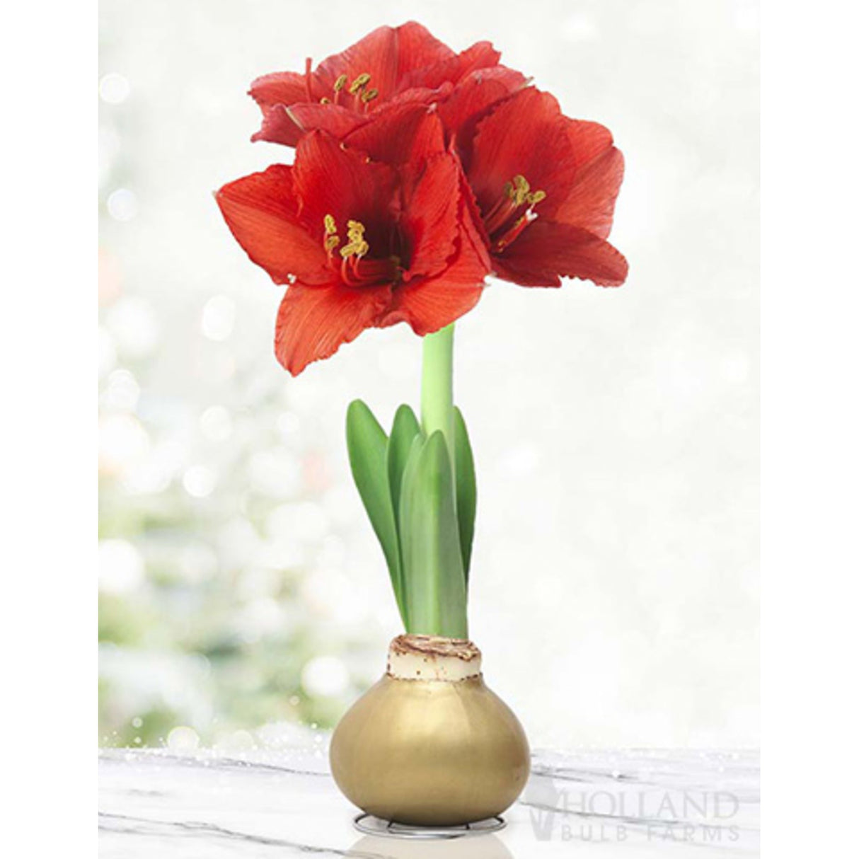 Waxed Amaryllis Bulb - NationwidePlants.com