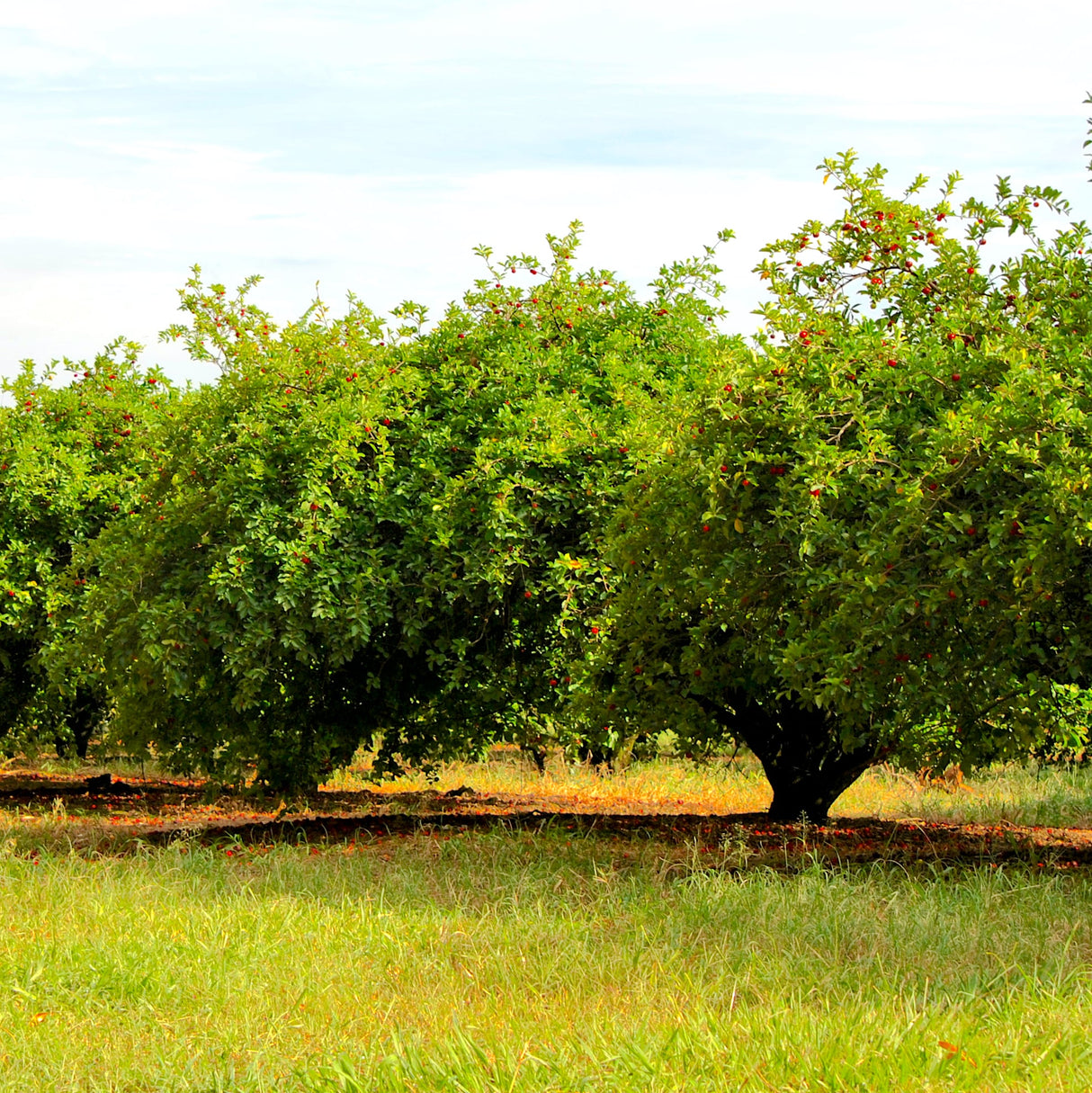 Large row of Barbados Acerola Cherry trees full of cherries.