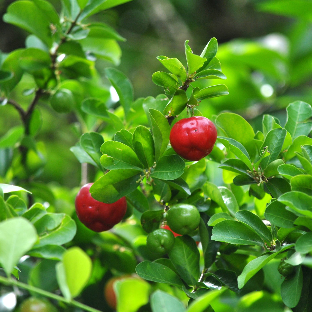 Barbados 'Acerola' Cherry Tree