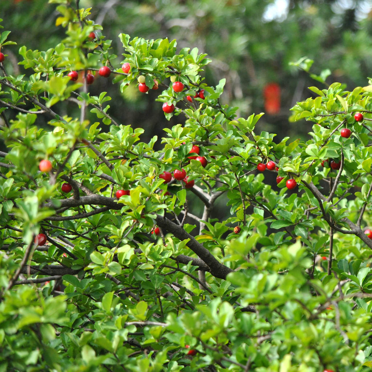 Barbados Acerola Cherry tree branches loaded with beautiful red cherries.