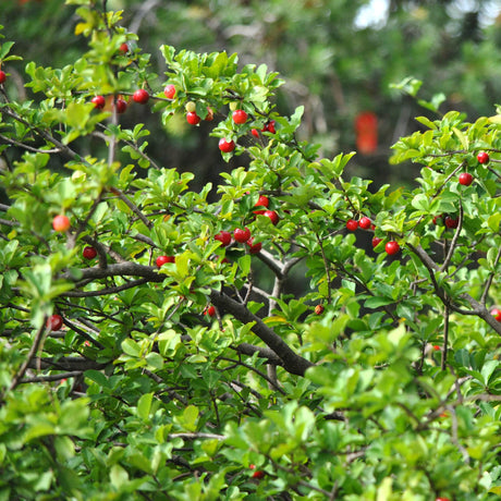 Barbados Acerola Cherry tree branches loaded with beautiful red cherries.