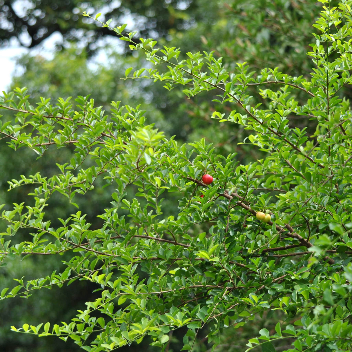 Barbados 'Acerola' Cherry Tree