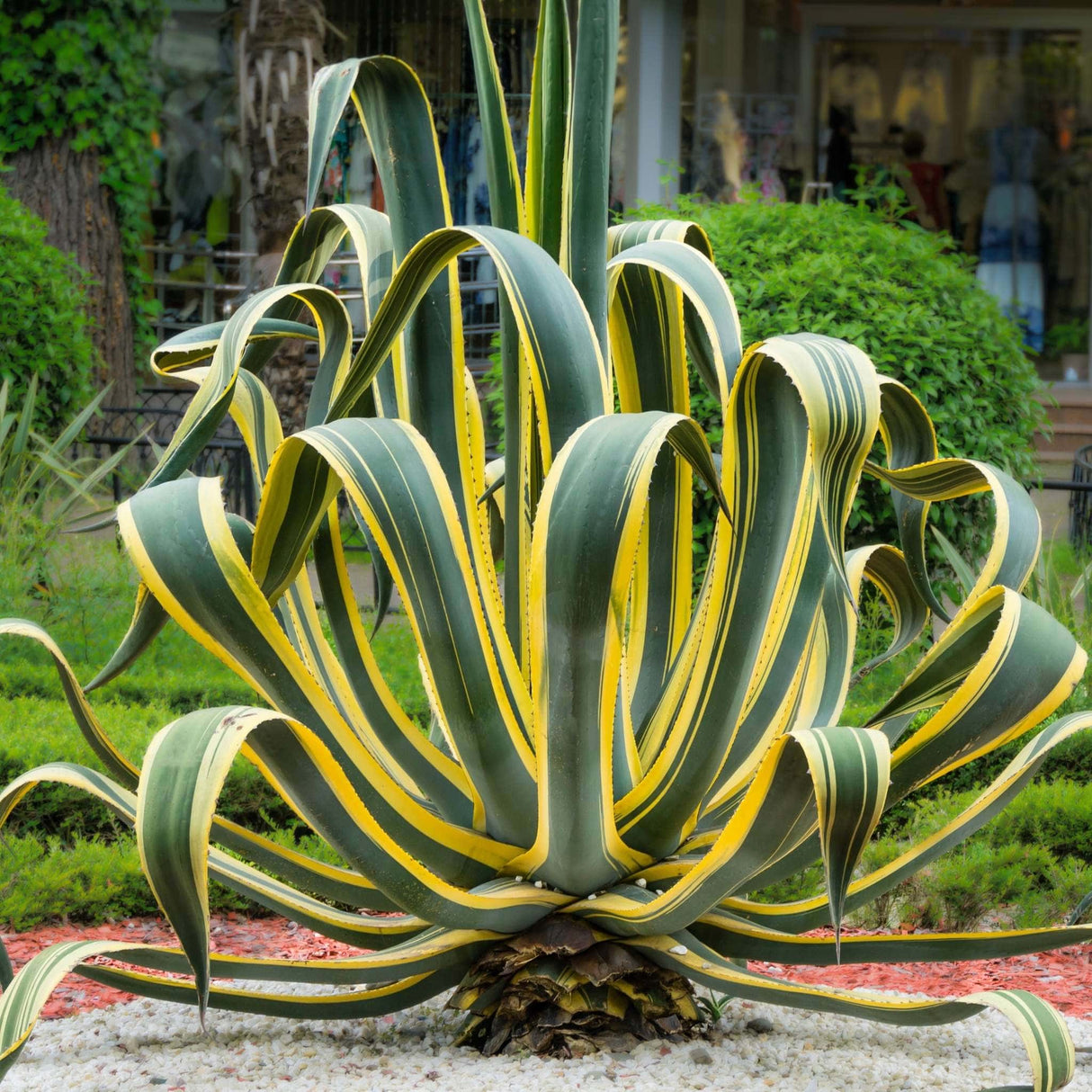 Large Agave americana 'Variegata' with arching green and yellow-striped leaves in a landscaped garden.