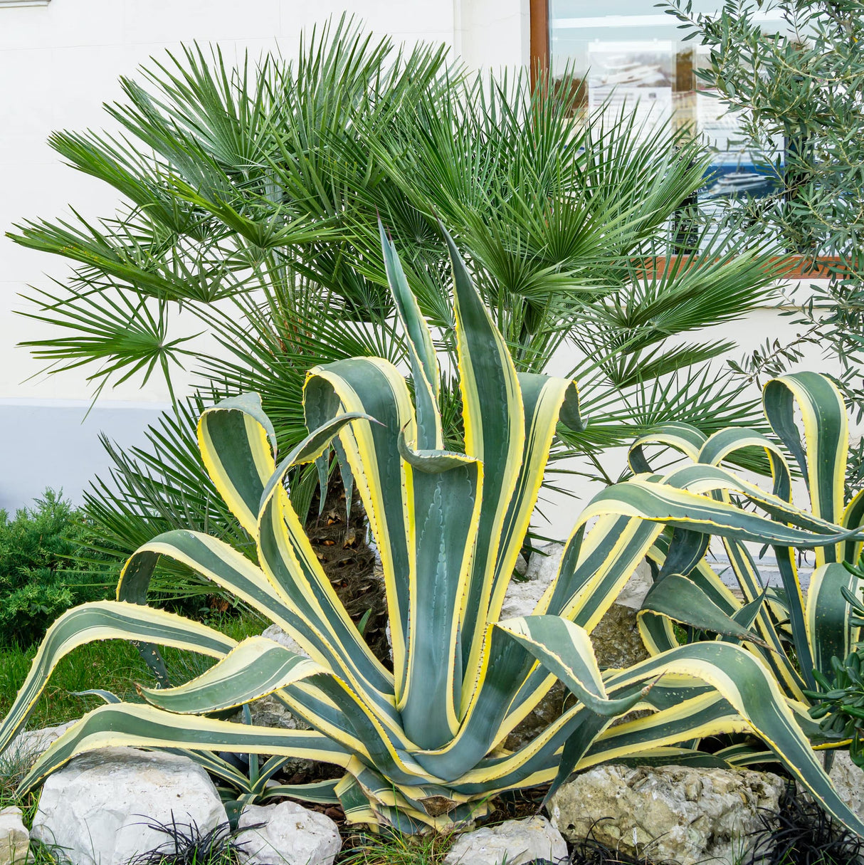 Agave americana 'Variegata' next to a palm tree, surrounded by rocks and greenery.