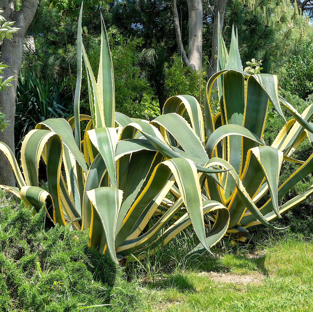 Multiple Agave americana 'Variegata' plants growing in a lush outdoor setting with greenery.