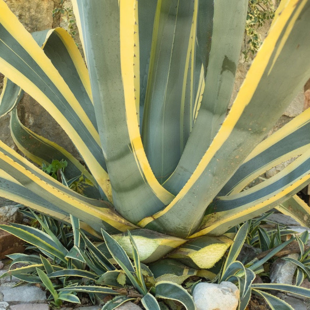 Close-up of the plant’s thick, variegated leaves emerging from the base, showing sharp edges.