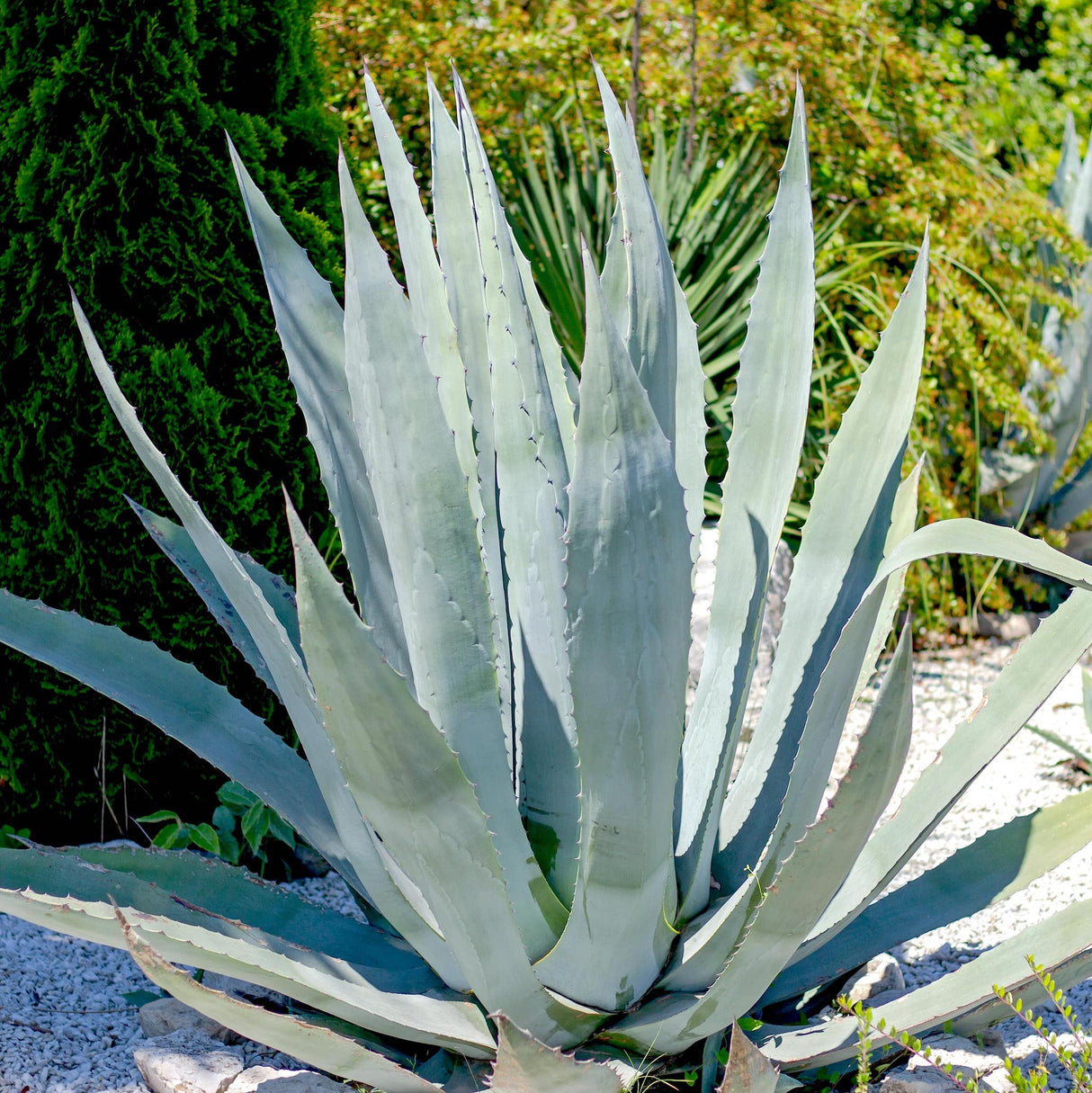 Large Americana Silver Agave with sharp, arching leaves in a sunlit yard with trees and rocks.