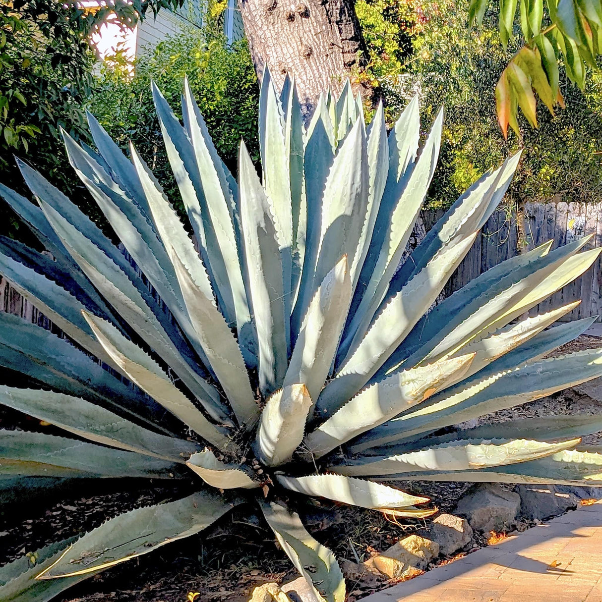 Americana Silver Agave in a drought-tolerant landscape with smooth stones and dense green shrubs.