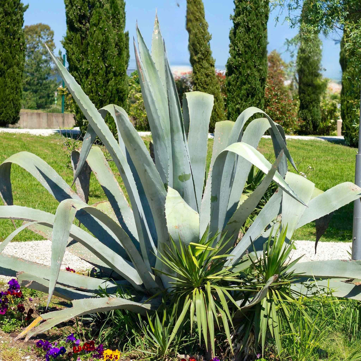 Agave Americana with sprawling, blue-green leaves in a garden with tall cypress trees and flowers.