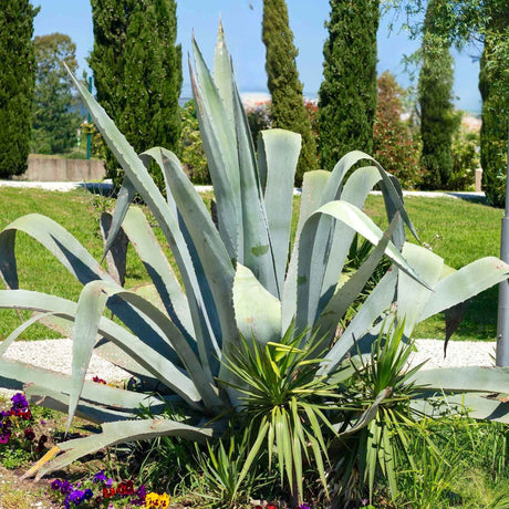 Agave Americana with sprawling, blue-green leaves in a garden with tall cypress trees and flowers.
