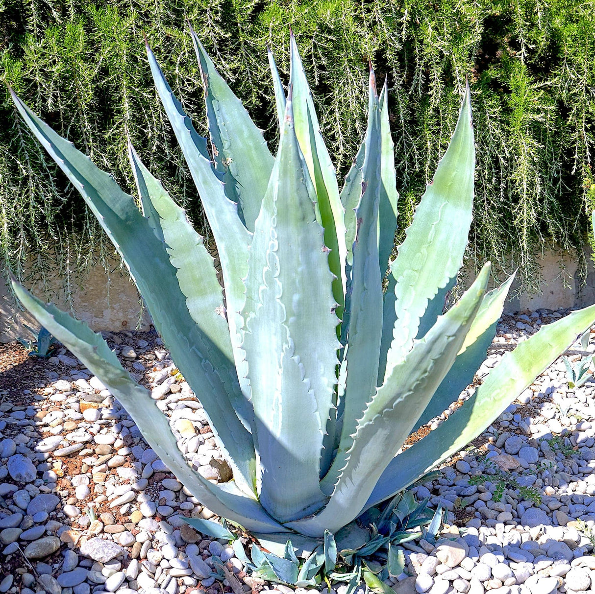 Agave Americana with broad, silvery-blue leaves in a landscaped garden with gravel and greenery.