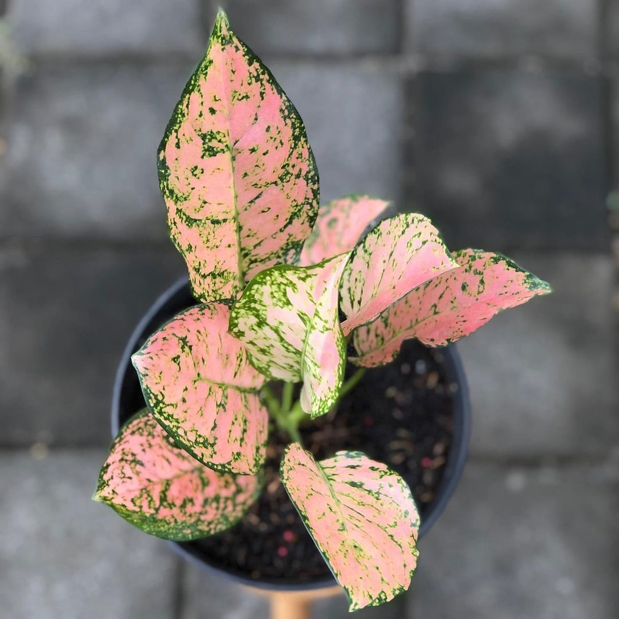 Aglaonema 'Lady Valentine' with pink and green variegated leaves in a black pot, set on tiled flooring.