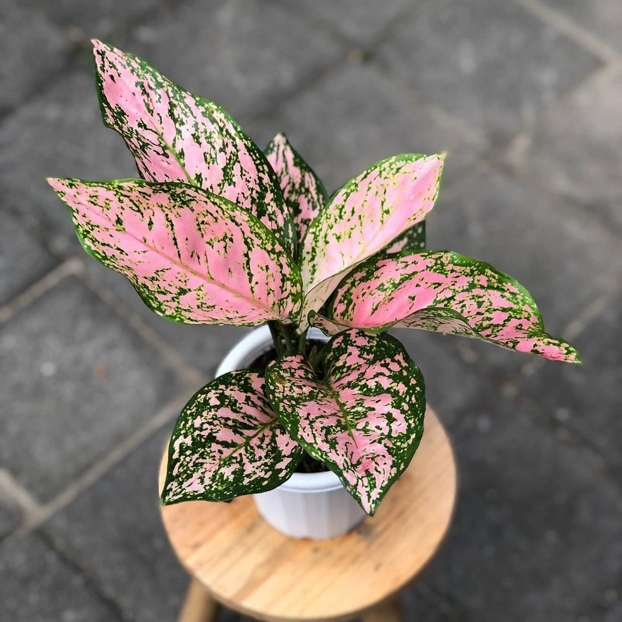 Aglaonema 'Lady Valentine' in a white pot on a wooden stool, featuring pink-speckled green leaves.