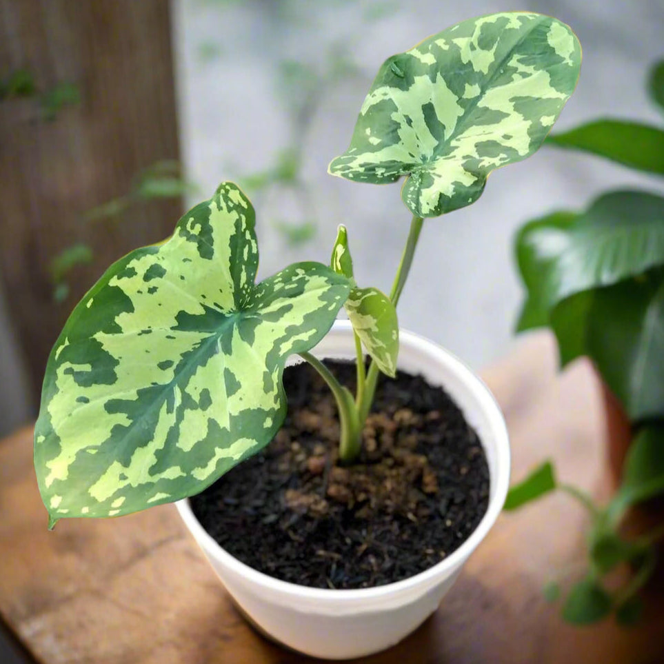 Variegated Caladium plant in a white pot with dark soil, placed on a wooden table with blurred foliage and wall in the background