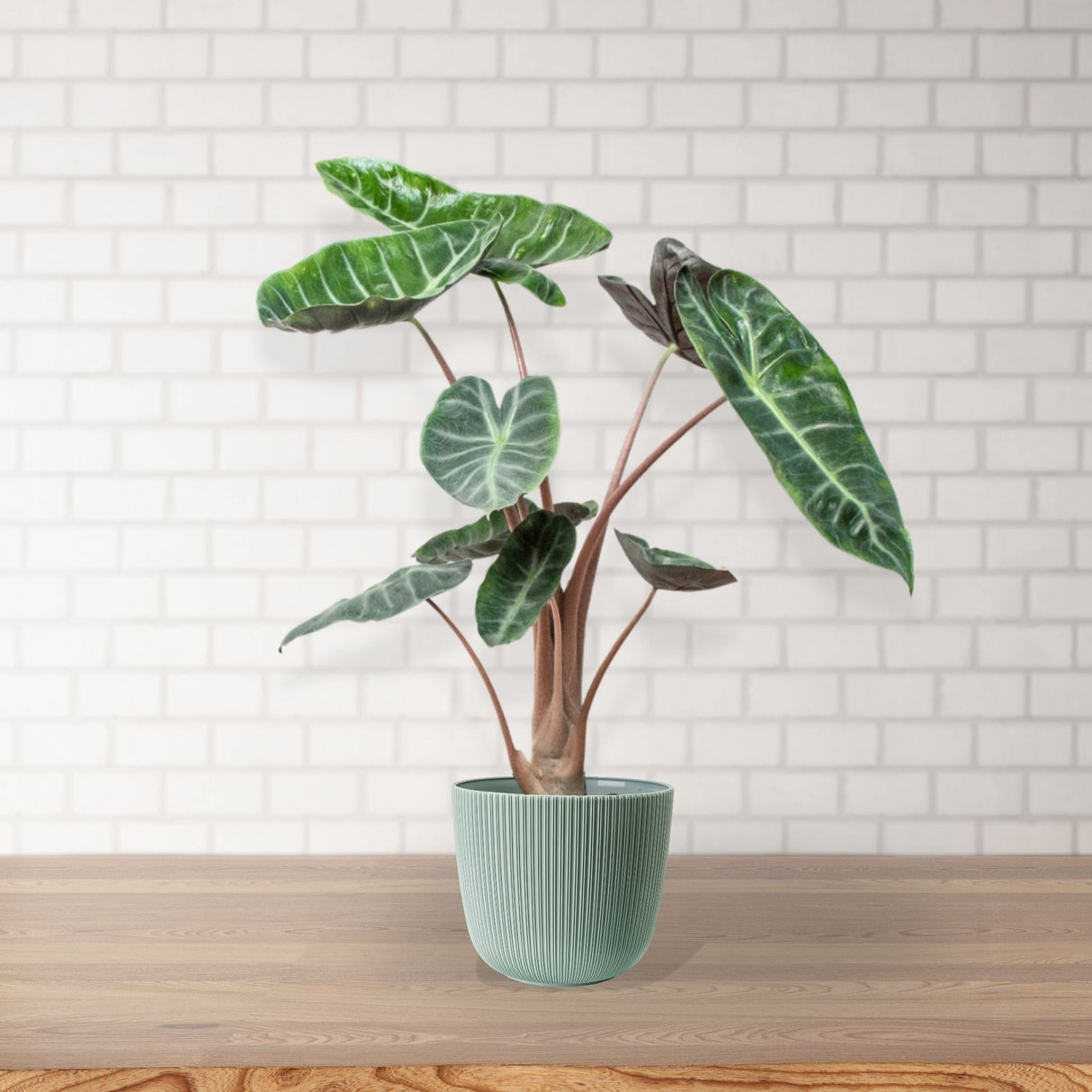 Alocasia Pink Dragon in a green pot on a wooden surface, against a white brick wall.