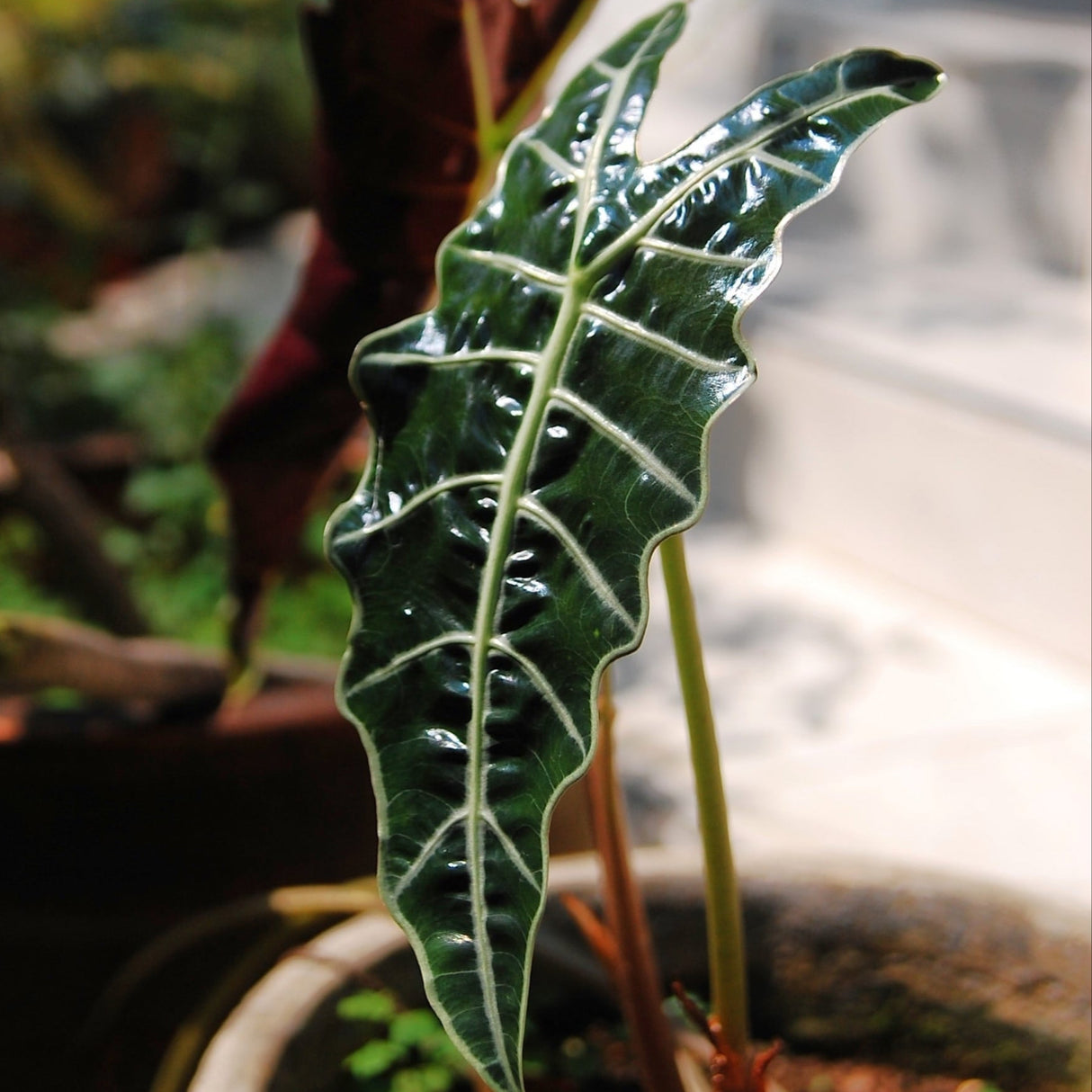 Alocasia polly African mask houseplant foliage with distinct white veining along the deep green glossy leaves.