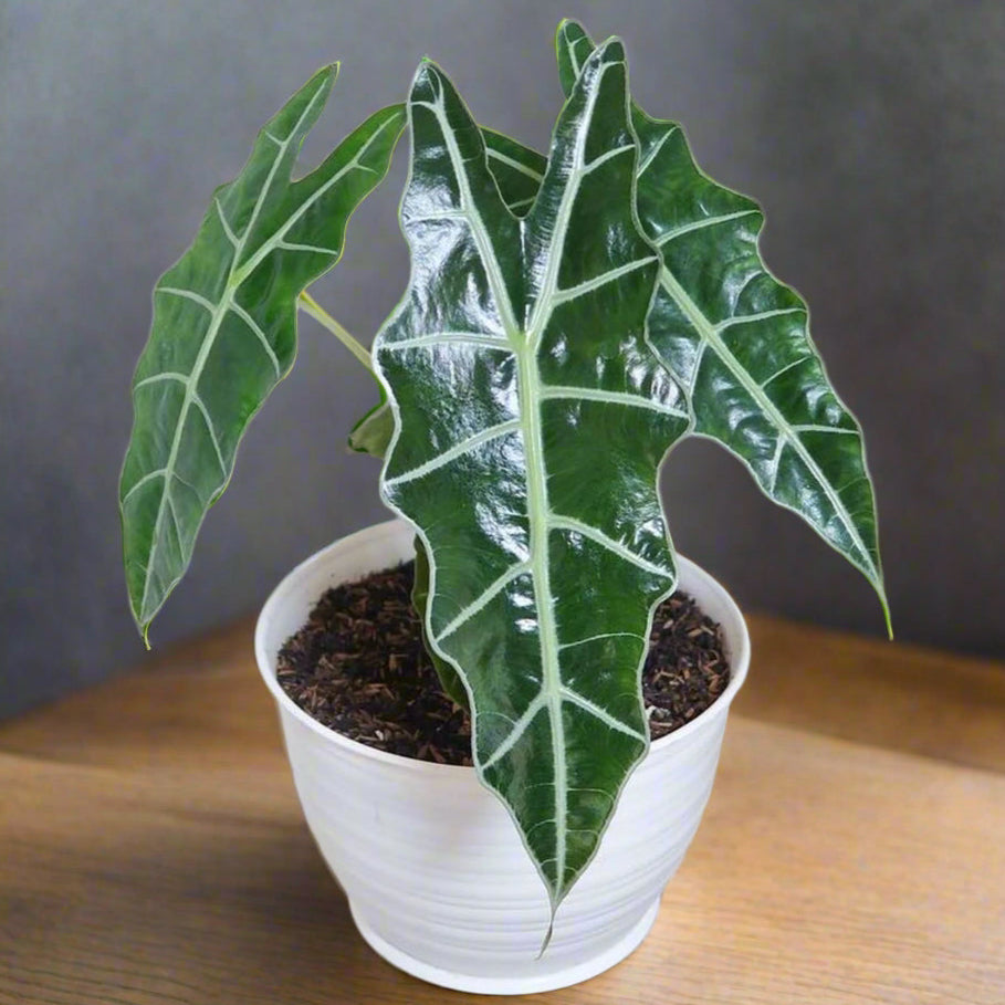 Alocasia Polly 'African Mask'
