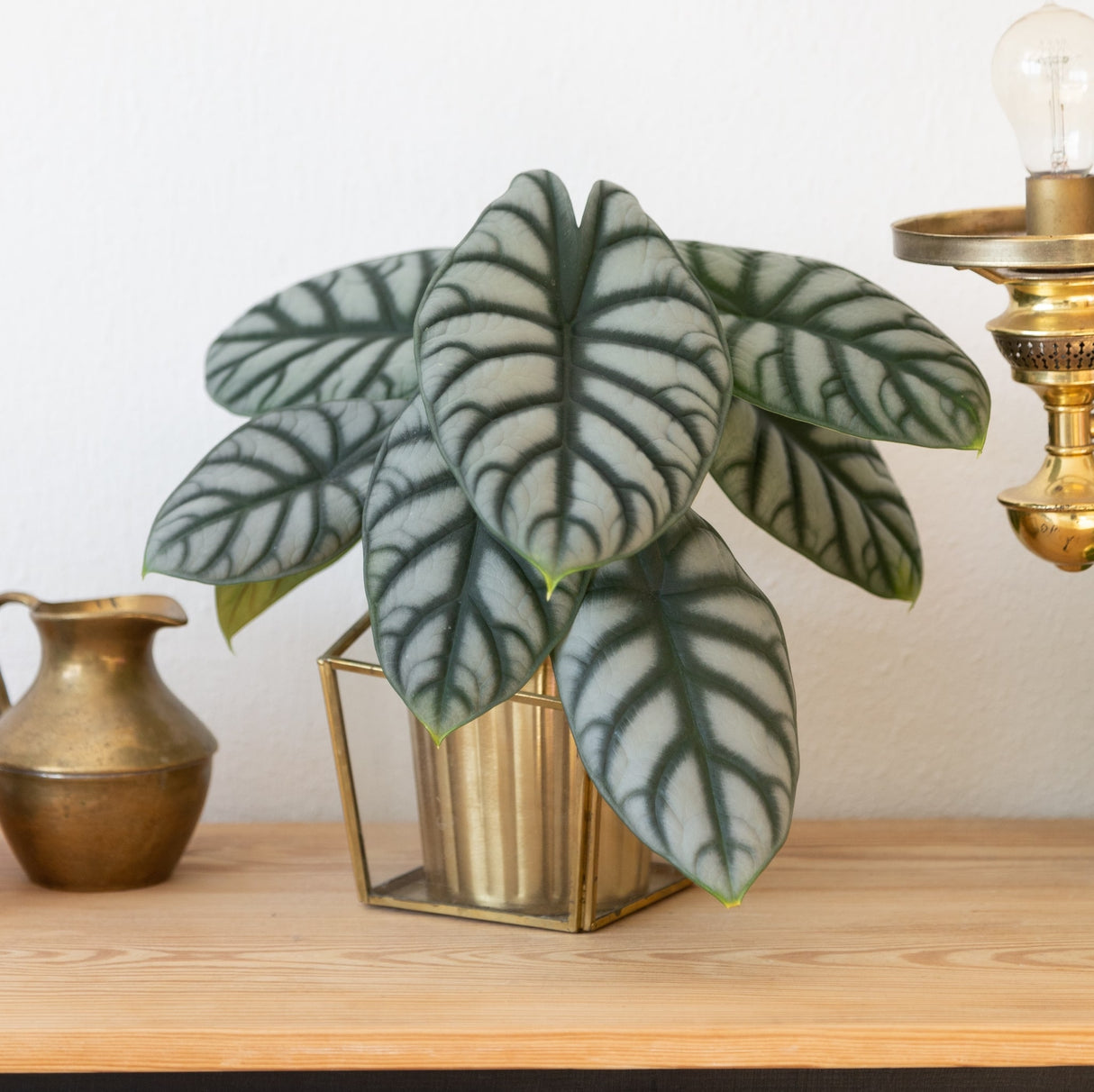 Alocasia Silver Dragon