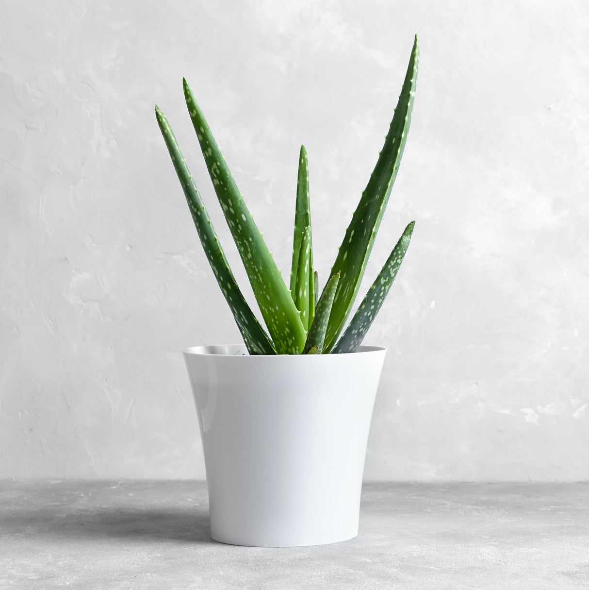 mid sized aloe vera plant in a white pot with grey marbled backdrop.