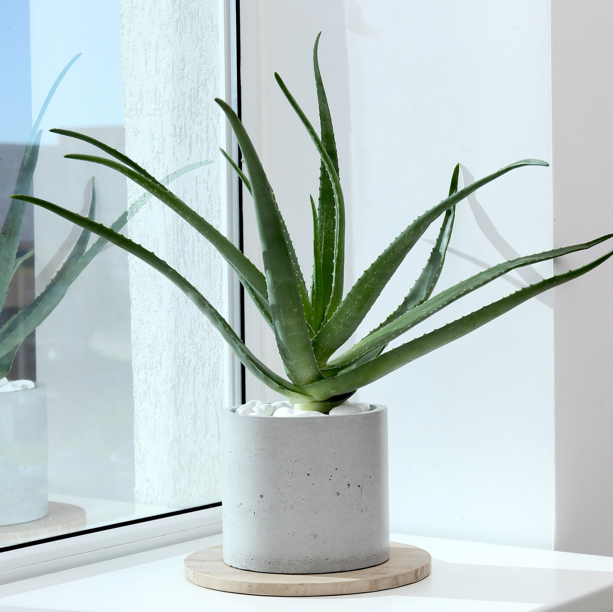 Large aloe vera houseplant sitting on a window sill in a grey stone planter with white rocks at the base of the plant.