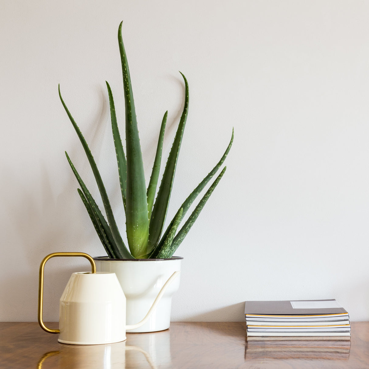 Large aloe vera houseplant in a modern white pot sitting on a desk with a decorative gold and white watering can and a stack of books.