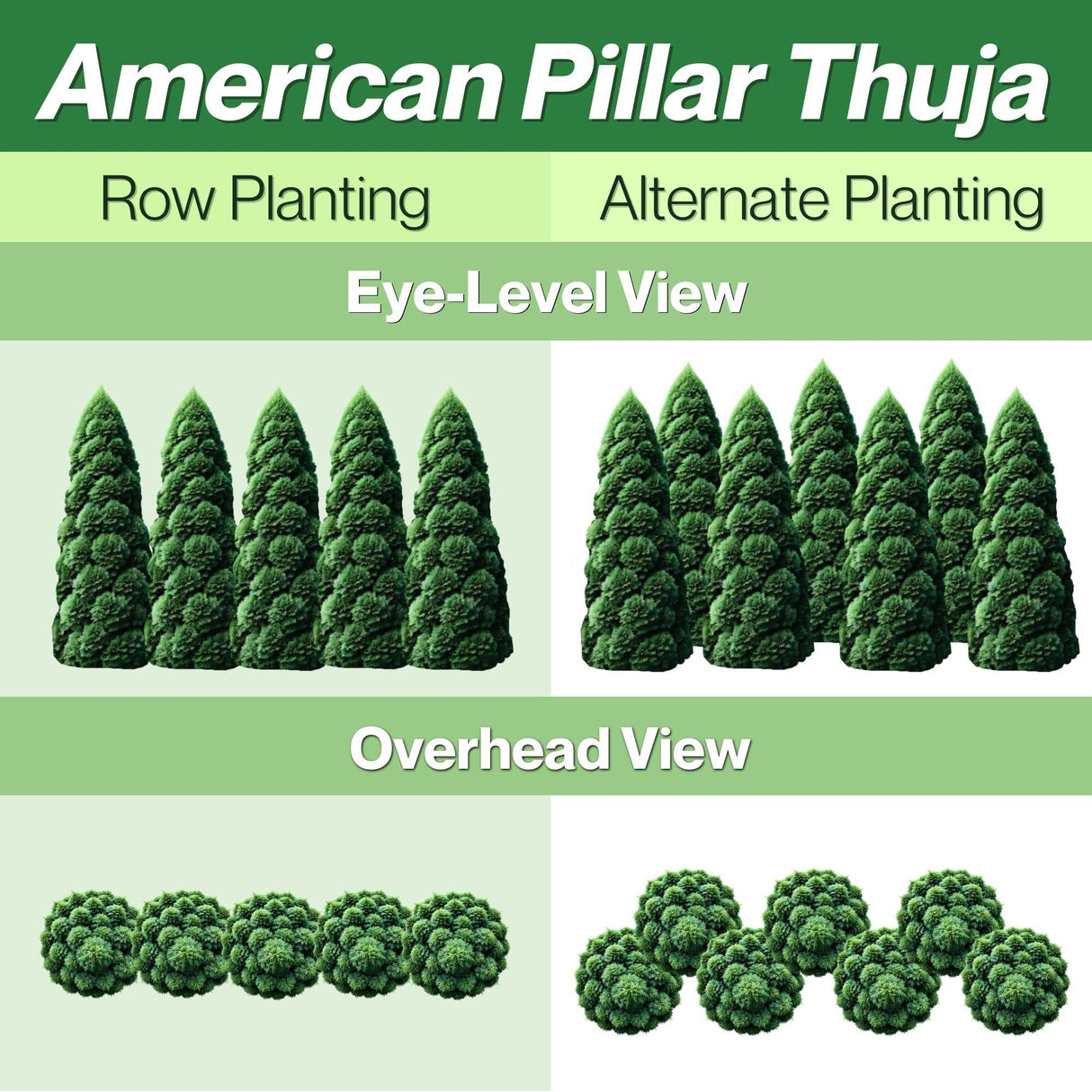 American Pillar Row and Alternate Planting Guide with views of the planting styles from eye level and overhead views.