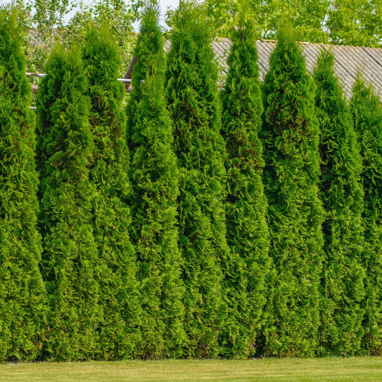 American Pillar Thuja