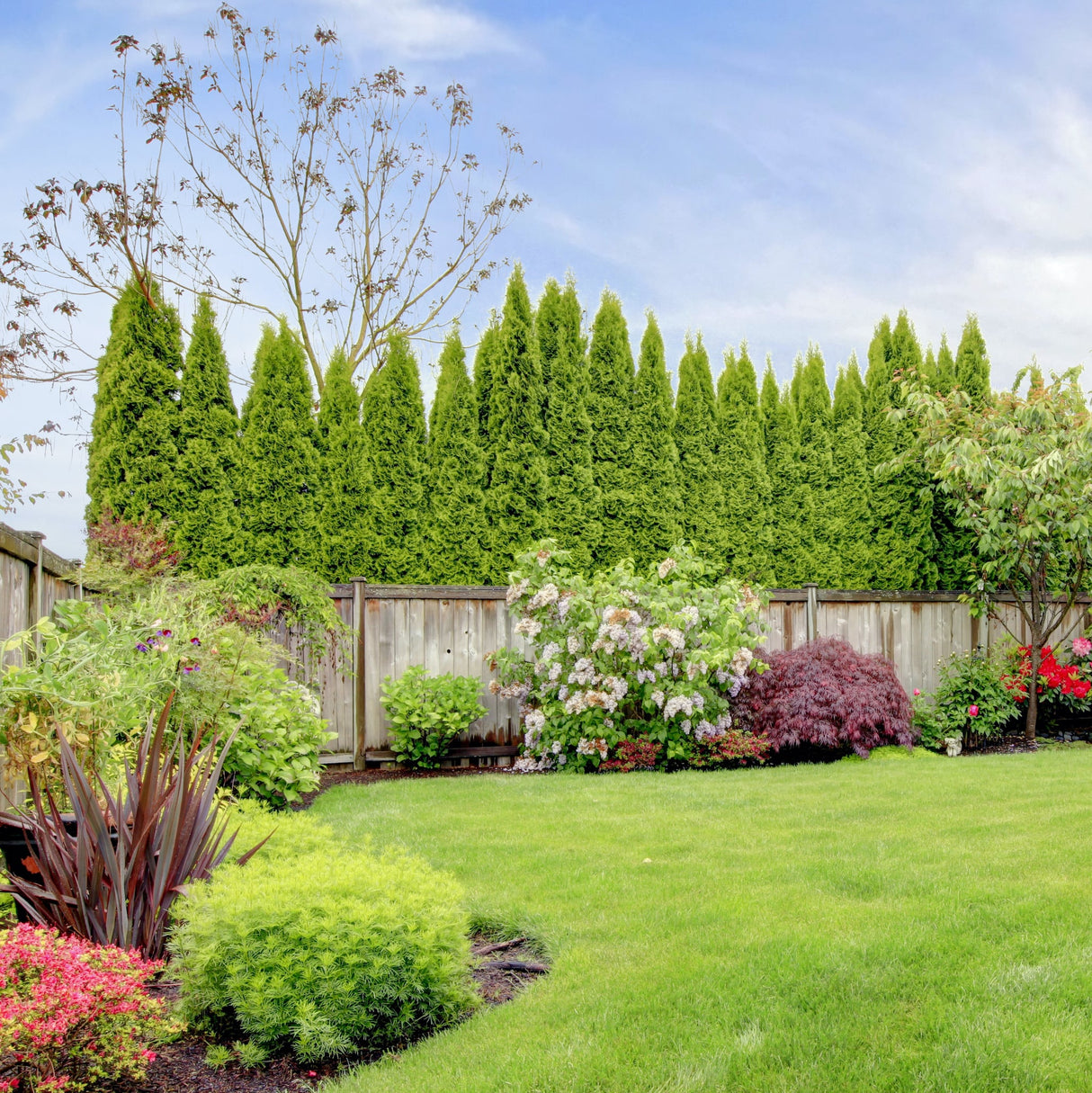 Row of bright green American Pillar Tall and Narrow Privacy Trees along the back side of a wooden fence, with a beautiful manicured yard in the foreground.
