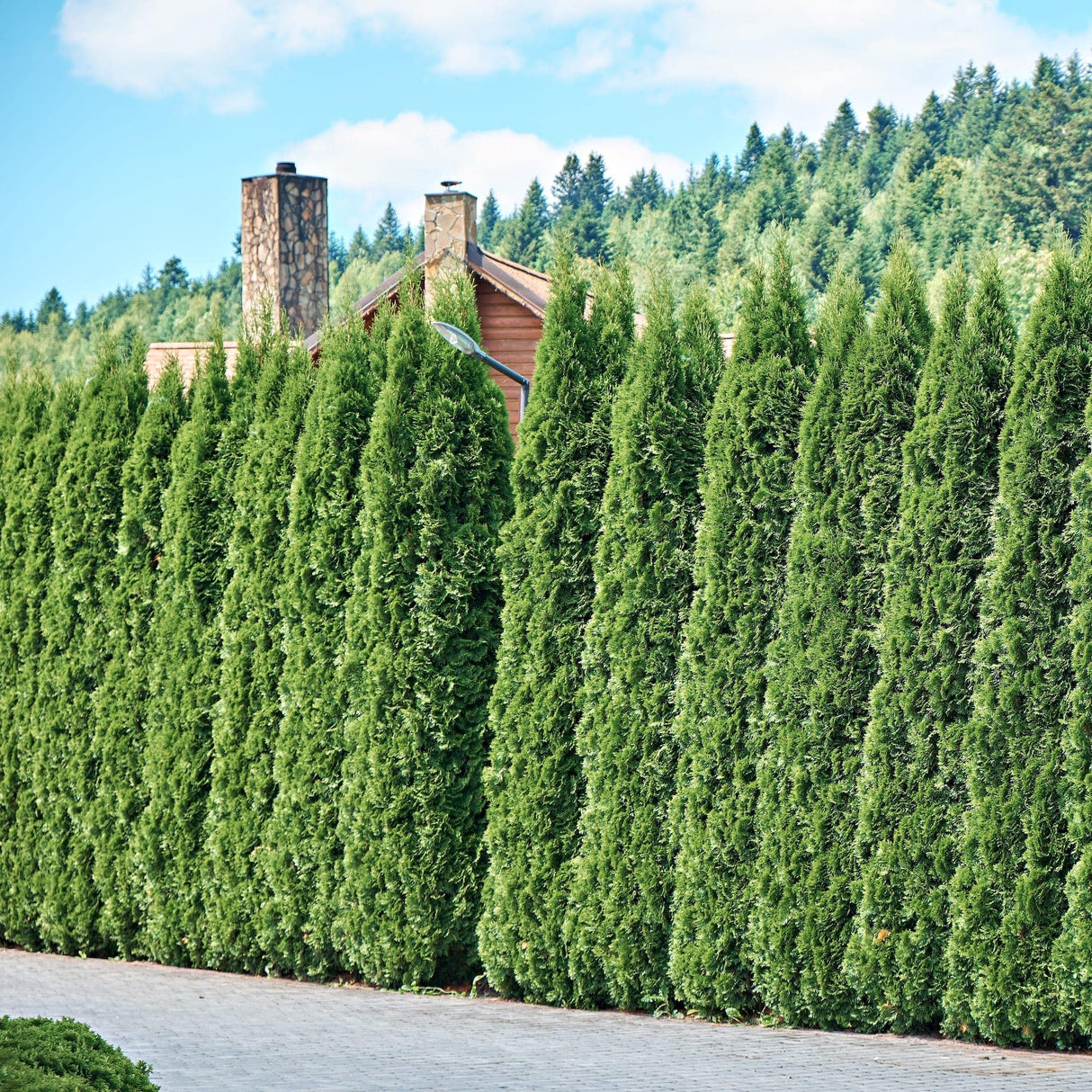 Narrow Private Jet Thuja Occidentalis arborvitae growing along a long paved drive with the top of a log cabin showing behind.