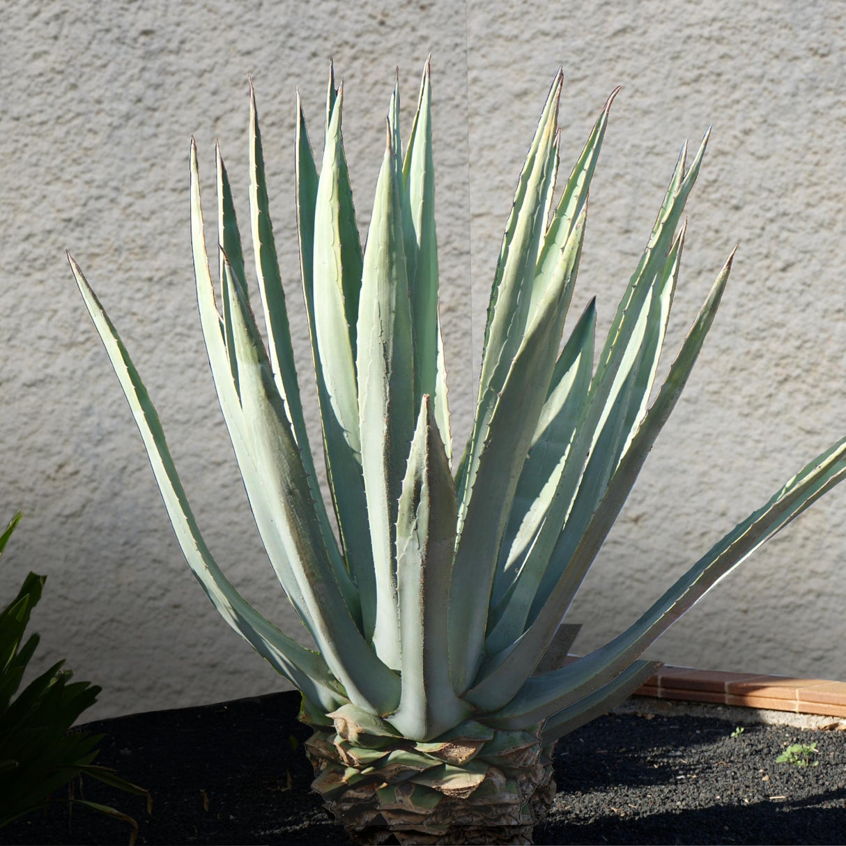 Americana Silver Agave in a garden bed near a stucco wall.