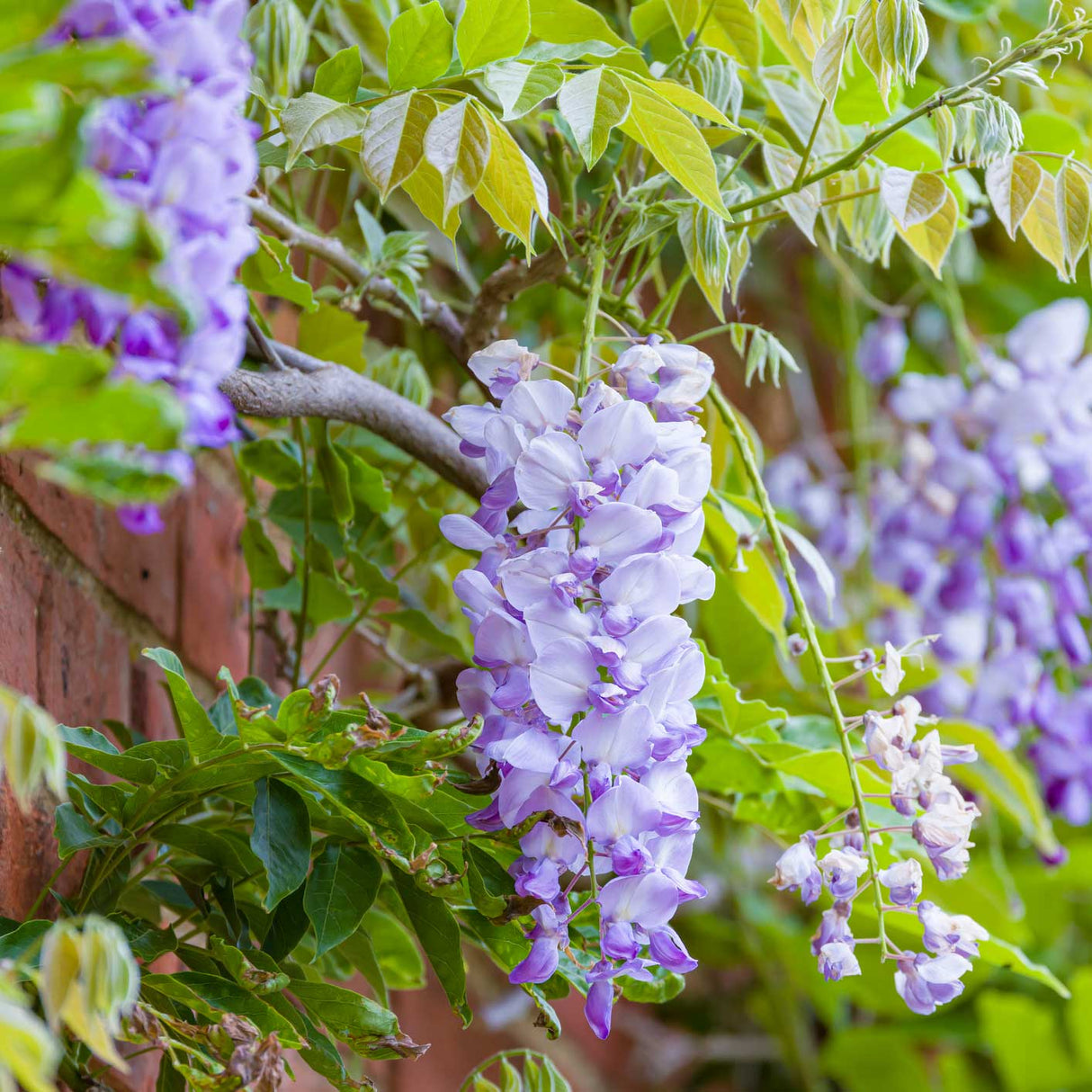 Amethyst falls purple wisteria raceme, a long drooping cluster of flowers hanging down from the vine and showing off its soft and more uniform light purple color against its green foliage and a light red brick wall