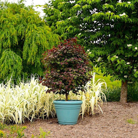 Garden Gems® Amethyst Redbud - NationwidePlants.com
