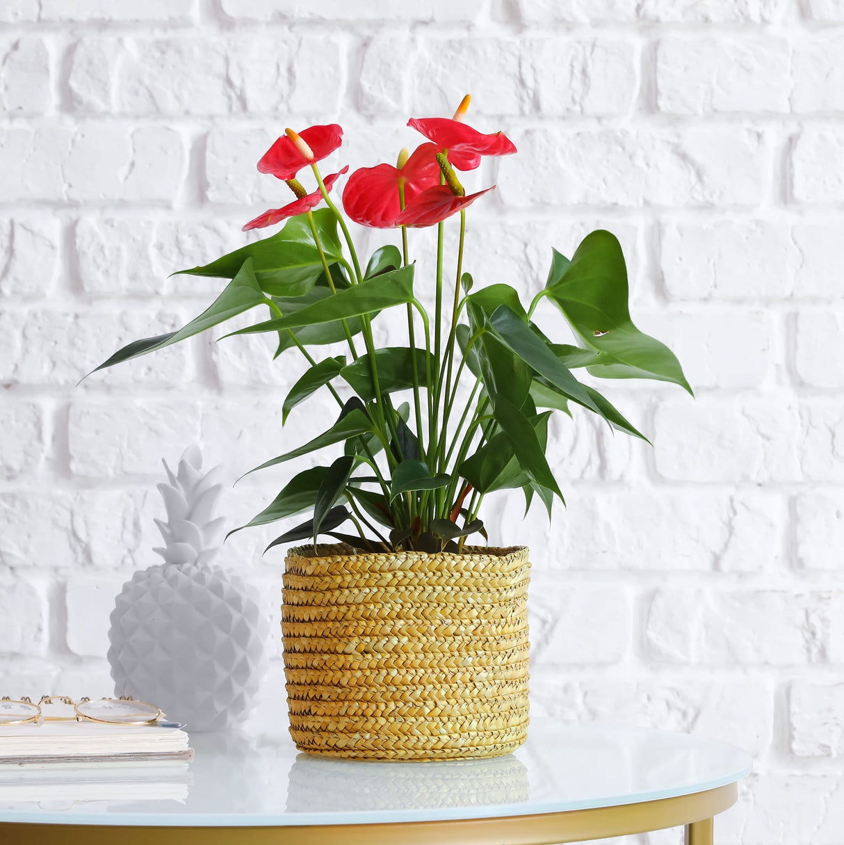 Anthurium 'Red' Houseplant