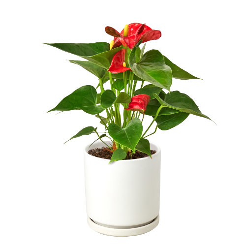 Anthurium 'Red' Houseplant