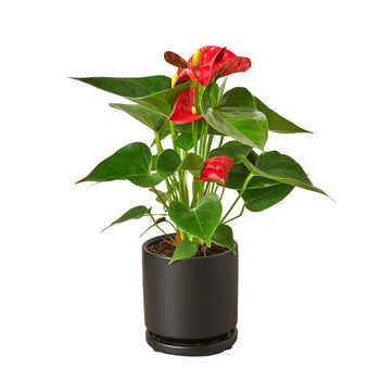 Anthurium 'Red' Houseplant