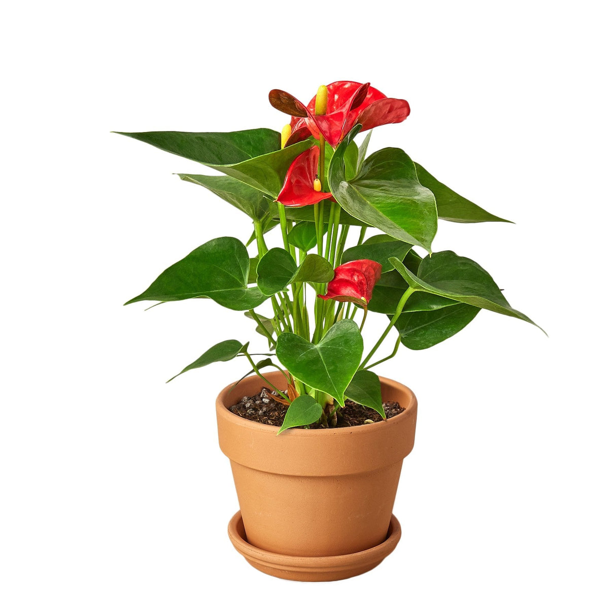 Anthurium 'Red' Houseplant