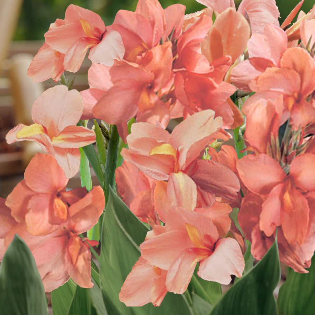 Soft peach-colored Apricot Frost Canna Lilies in full bloom with ruffled petals and lush green foliage.