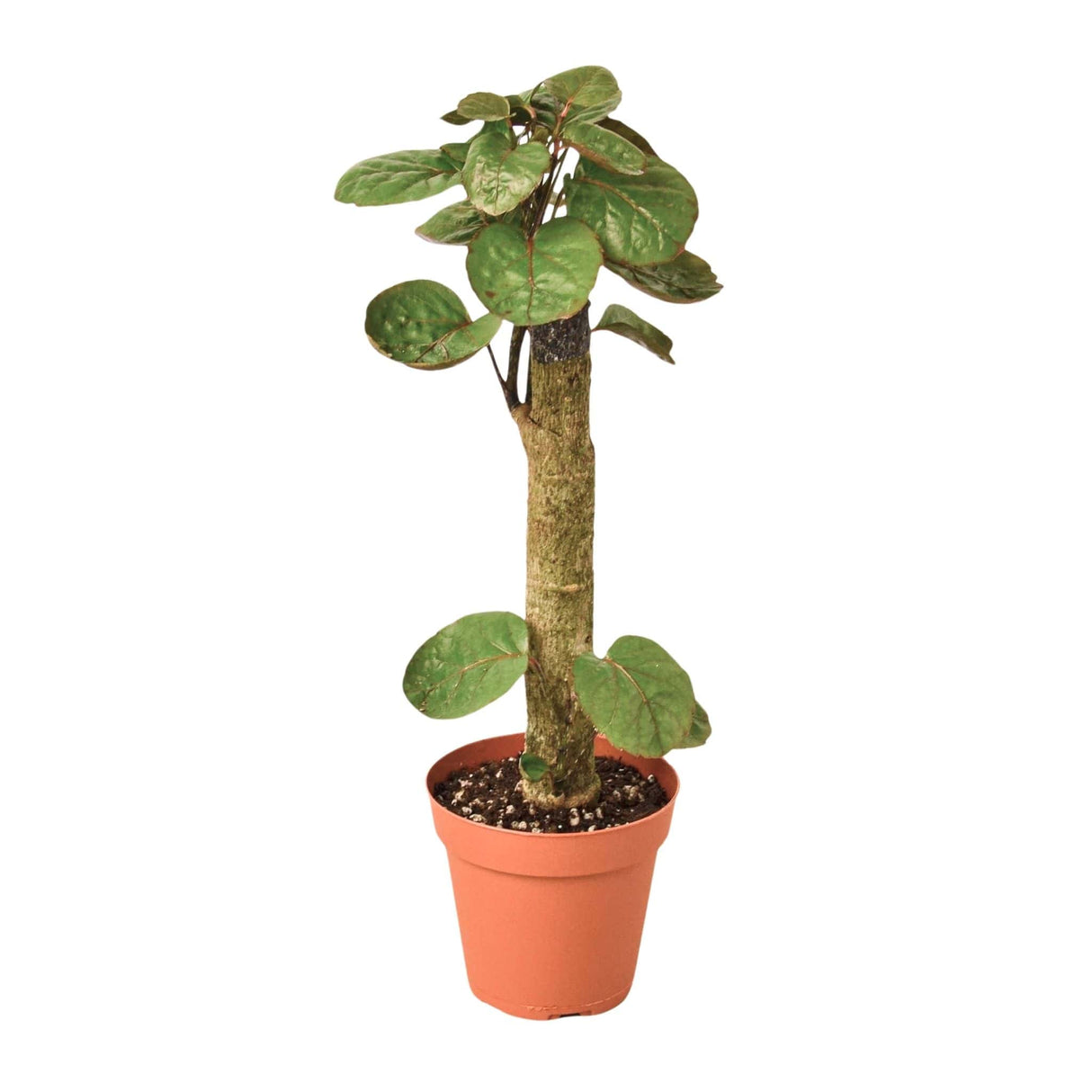 Aralia Fabian Stump in a small terracotta pot with a single thick trunk and round green leaves.