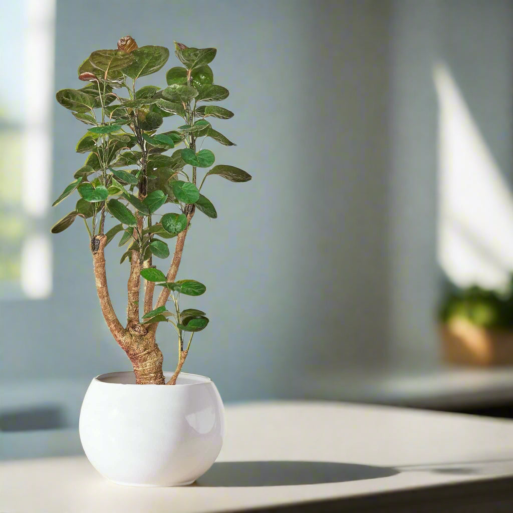 Aralia Fabian Stump in a white ceramic pot near a window with natural light.