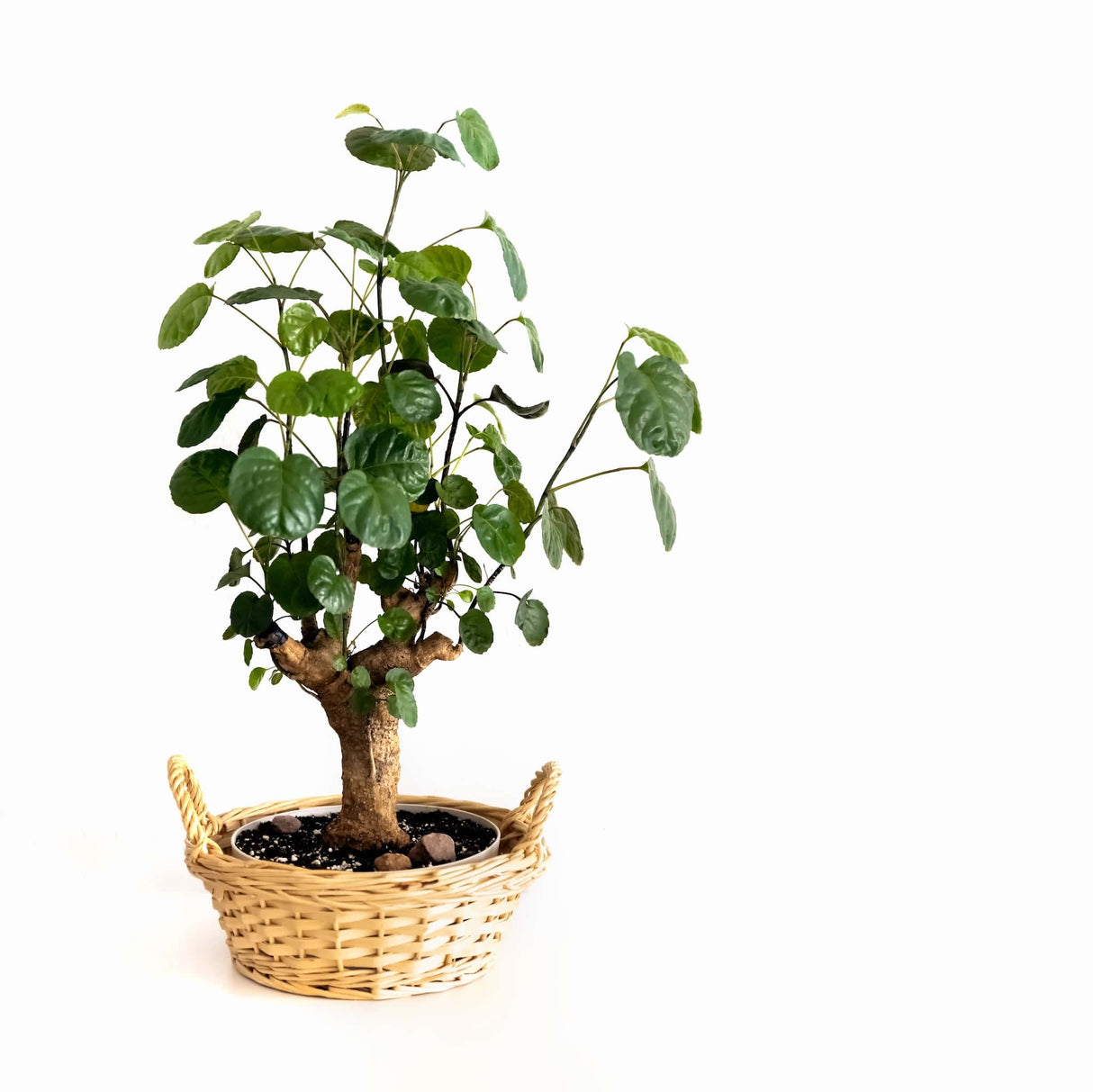 Aralia Fabian Stump in a woven basket with green foliage and multiple stems.